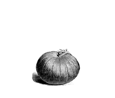 kuerbis
